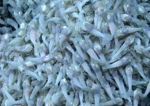  NASA revela que camarão-vagalume pode servir de dica para vida alienígena