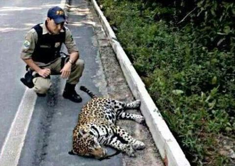 Onça atropelada e morta na BR-174