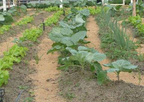 Deputado propõe ações para melhorar desempenho da agricultura do Amazonas