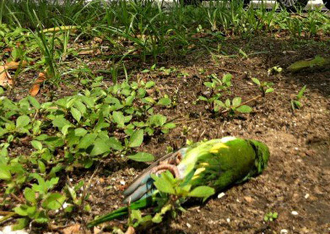 Perícia recolhe mais 50 periquitos na Ephigênio Salles