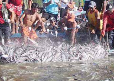 Pesquisa reproduz o milagre da multiplicação dos peixes