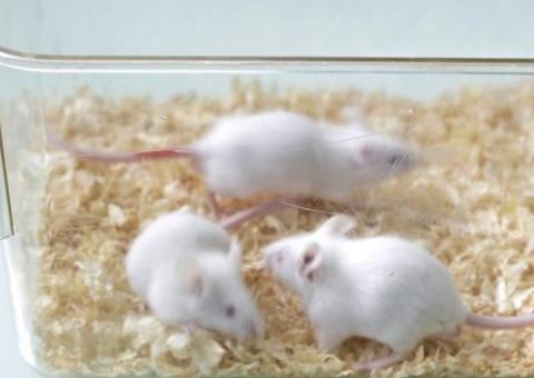 Cientistas conseguem reverter síndrome de Down em laboratório