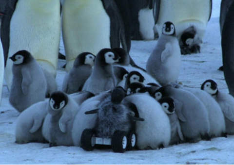 Filhote de pinguim robô registra momentos inéditos da espécie Imperador