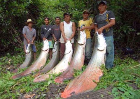 Produção do pirarucu tem potencial no Amazonas, diz deputado