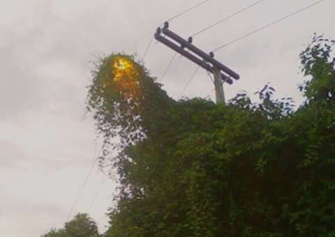Sem podagem, trepadeira toma conta de poste e ofusca luz