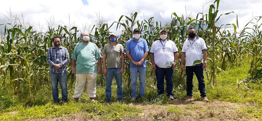 Cresce produção de milho no Amazonas