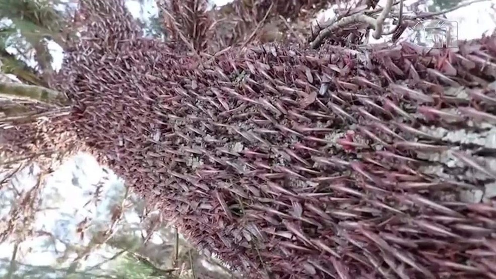 Argentina pede ajuda da população para monitorar nuvem de gafanhotos