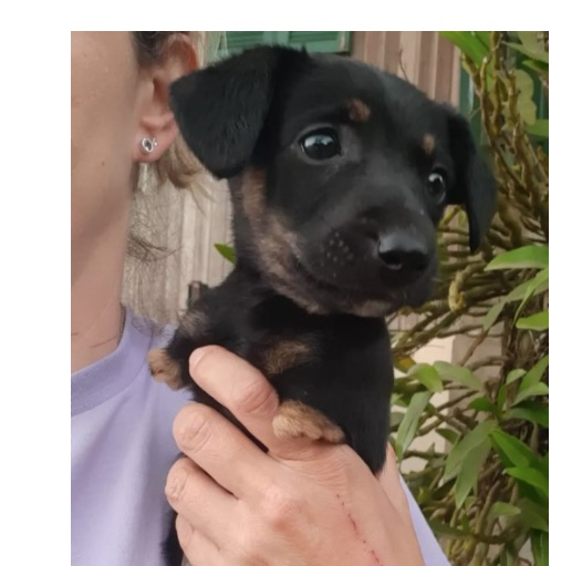 Em caso raro, filhotes de cachorro nascem sem as patas e intriga moradores