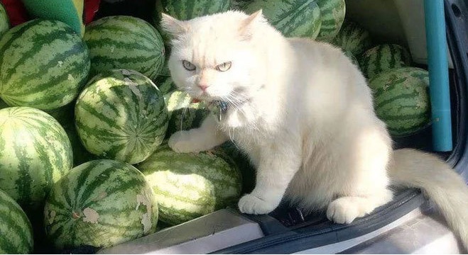 Gato 'furioso' tem atitude inusitada e faz sucesso na web