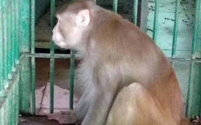 Macaco surta ao ter crise de abstinência, mata uma pessoa e deixa outras 250 feridas