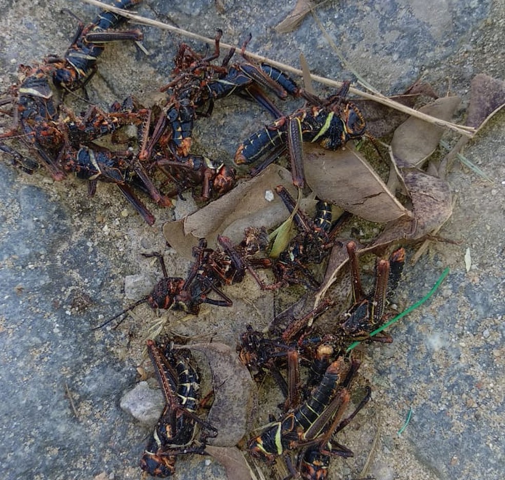 Gafanhotos aparecem em cidades no Brasil e preocupa população