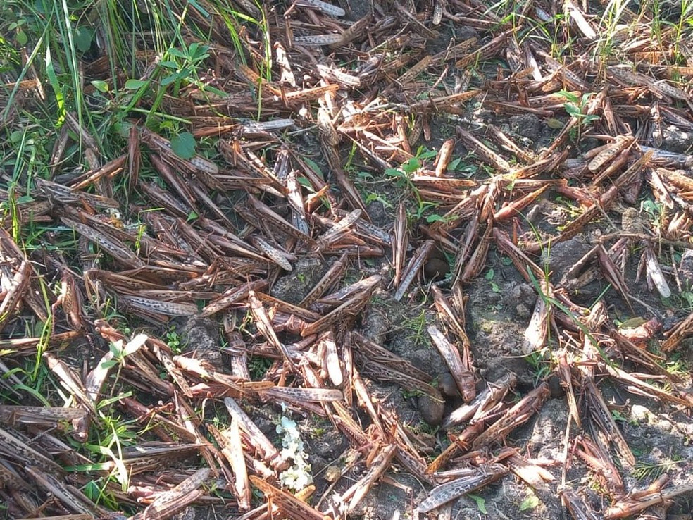 Inseticidas reduzem nuvem de gafanhotos que se aproxima do Brasil 