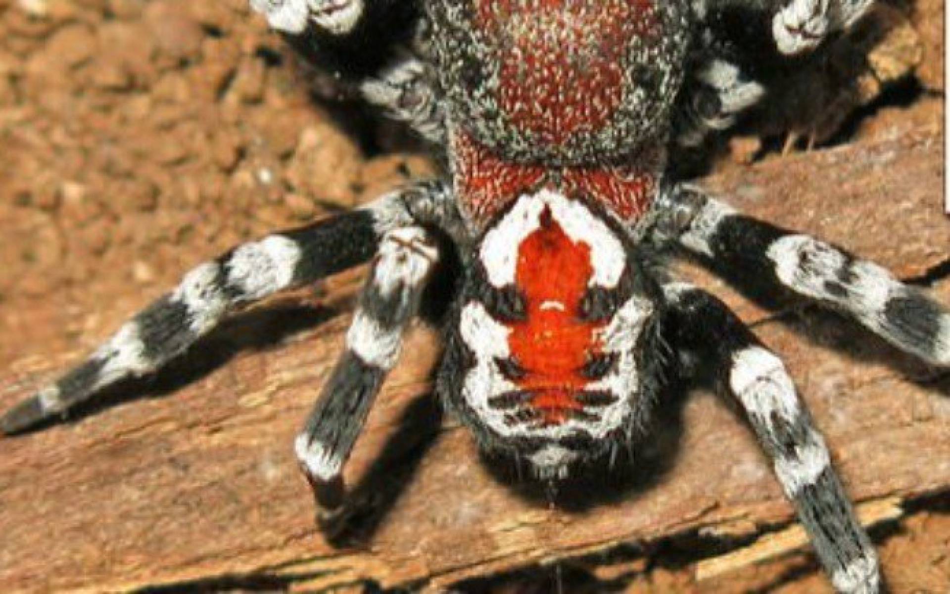 Nova espécie de aranha encontrada no Irã é batizada com nome de ator do Coringa
