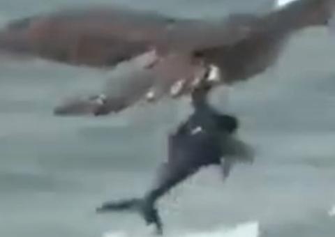 Vídeo impressionante mostra águia capturando filhote de tubarão do mar 