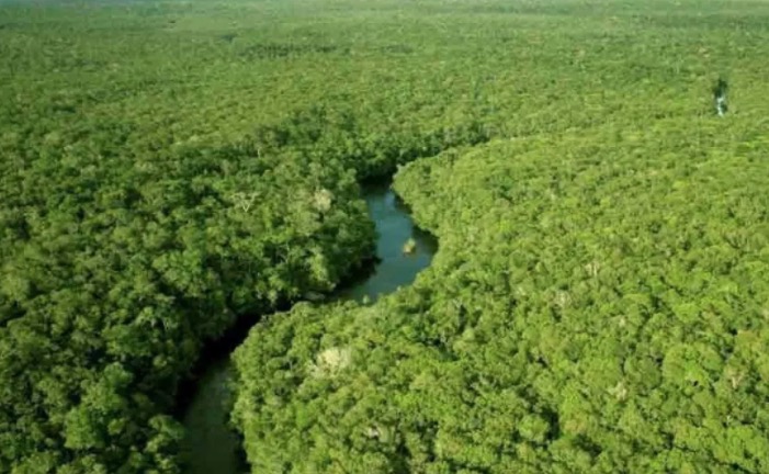 Governo destinará R$ 500 milhões para proteger mata nativa da Amazônia