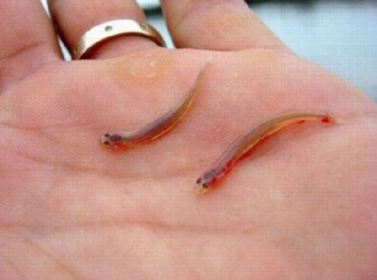 Candiru, o peixe assassino que pode entrar na sua vagina, pênis e até ânus