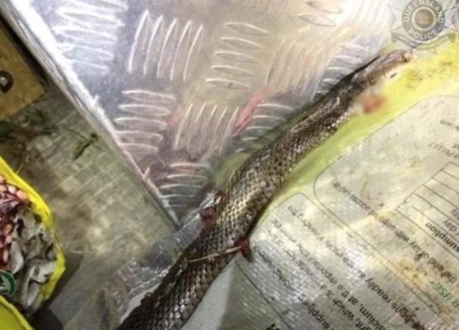 Com carro em movimento, motorista é atacado e luta com cobra venenosa 