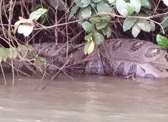Cobra gigante é flagrada após comer capivara; veja vídeo