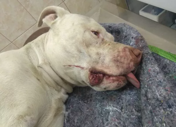 Pitbull tem patas decepadas após ser torturado e amordaçado com arame farpado
