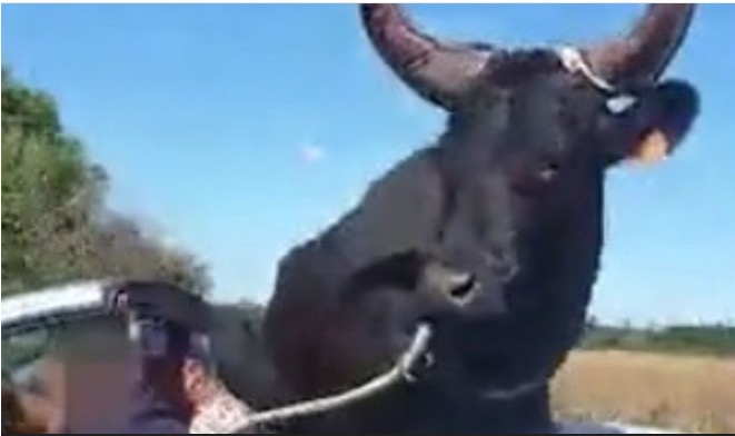 Touro de 400 kg é flagrado andando de carro conversível