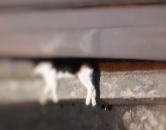 Endiabrado, homem espanca esposa e mata gato de estimação em Manaus