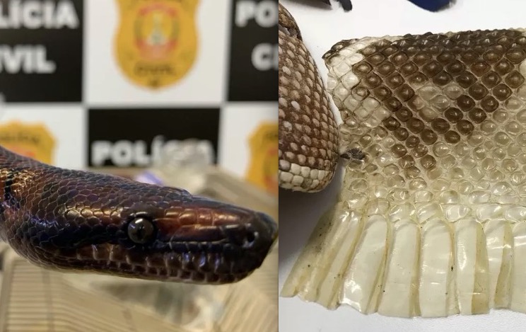Polícia encontra mais uma cobra de jovem picado por Naja e se preocupa ao ver pele de surucucu