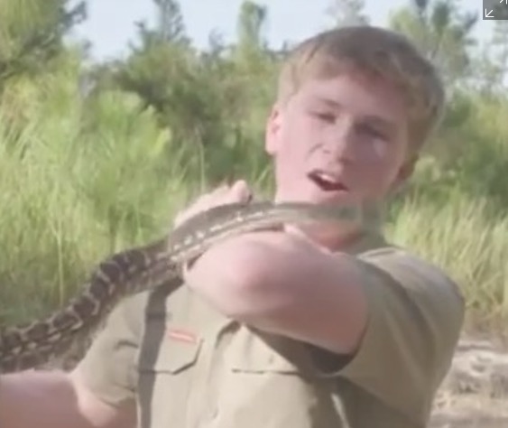 Família Irwin: Robert é atacado por cobra píton; veja vídeo
