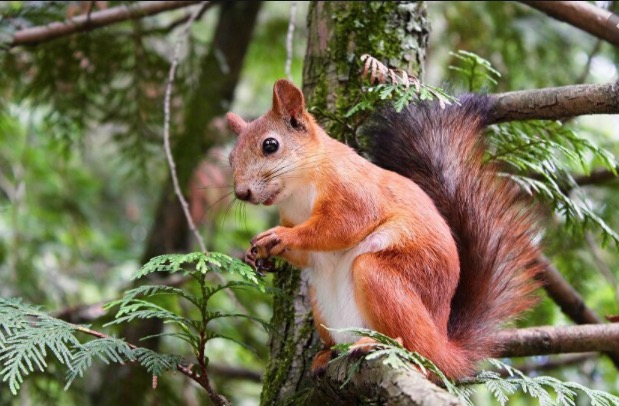 Esquilo contaminado com peste negra é encontrado nos Estados Unidos