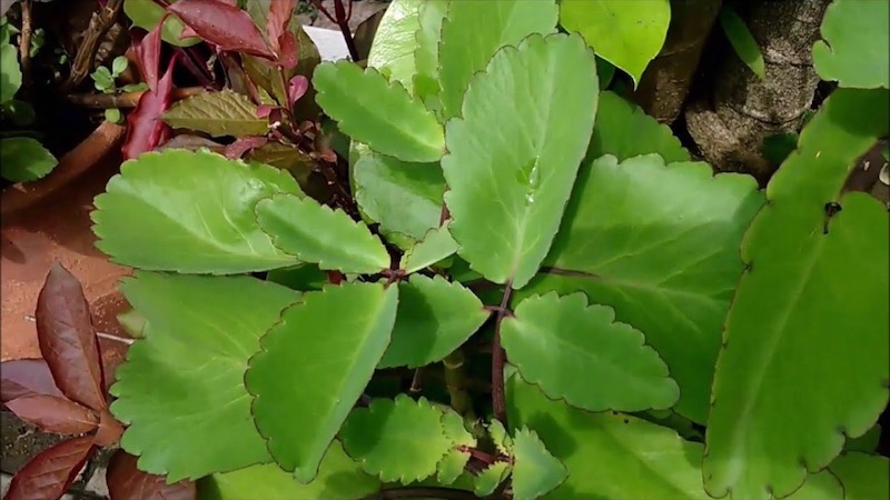 Minicursos On-Line dá dicas para preparar bebidas refrescantes com plantas