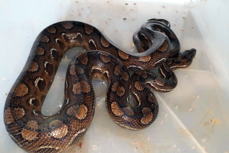Ibama resgata 32 serpentes e aplica mais de R$ 300 mil em multas