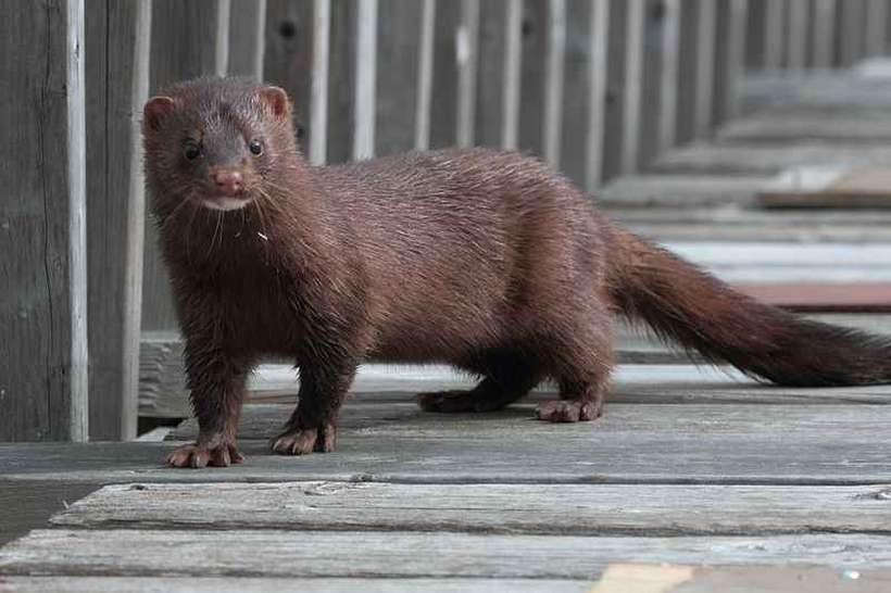 Quase 100 mil animais serão sacrificados por causa do coronavírus na Espanha