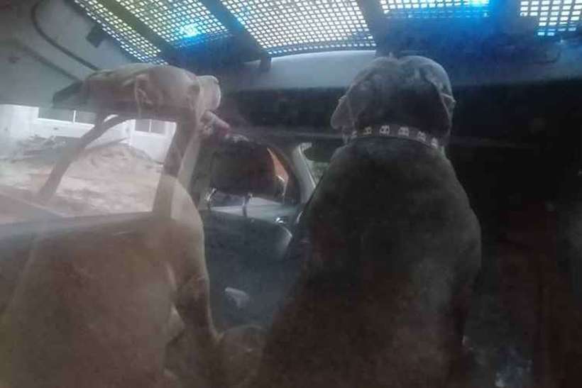 Mulher fica ferida após ser atacada por dois pitbulls