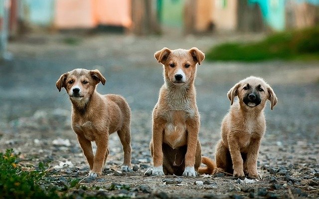 Especialistas afirmam que cães conseguem ver a aura das pessoas
