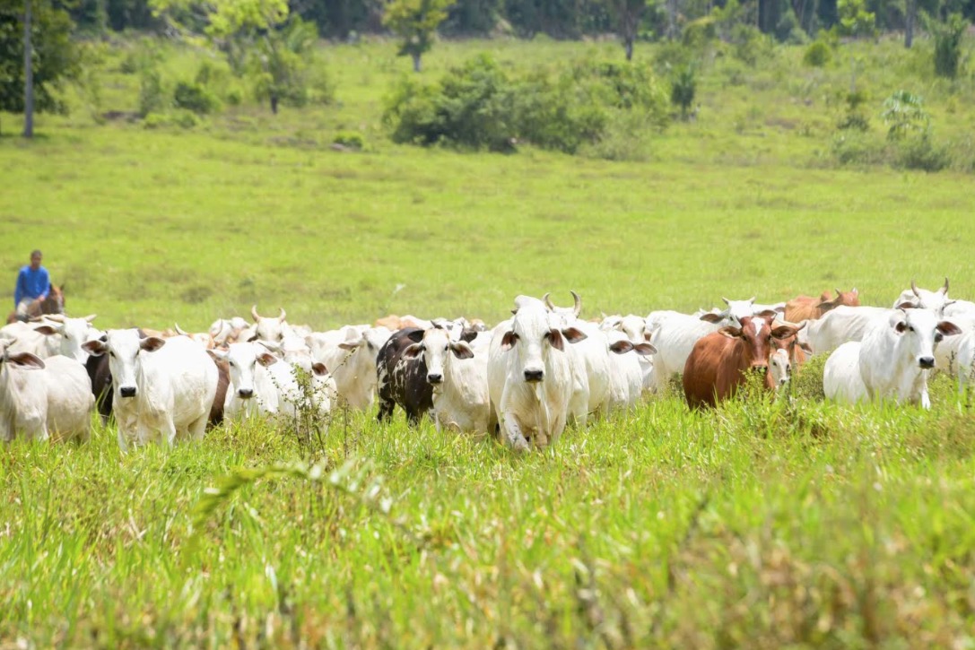 Pecuaristas devem informar Adaf sobre vacinação de gado contra febre aftosa no Amazonas 
