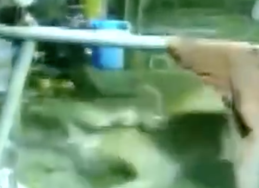 Leopardo invade casa e abocanha cachorro como presa; veja vídeo