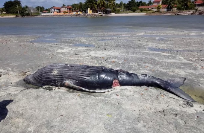 Filhote de baleia jubarte é encontrado morto na ilha de Itamaracá