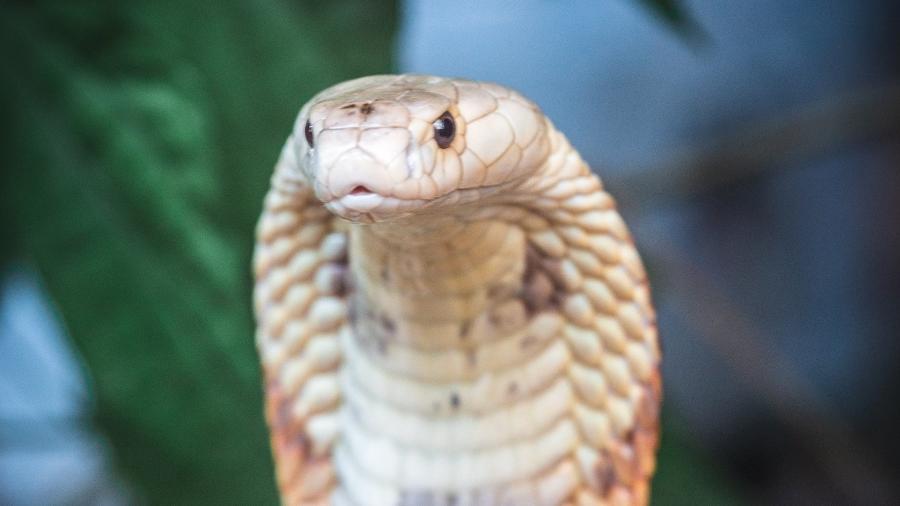 Polícia investiga se veneno da naja era usado na produção de alucinógenos