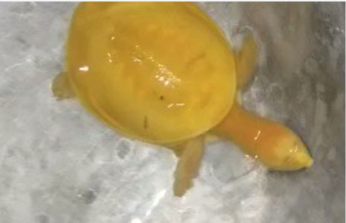 Tartaruga 'albina' é encontrada e intriga população