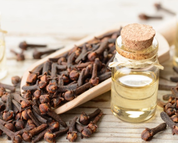 Chá de cravo-da-índia é ótimo repelente e combate infecções; saiba mais