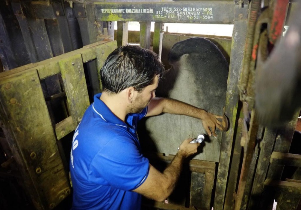 Prazo para comunicar vacinação de rebanho contra aftosa termina nesta sexta-feira no Amazonas