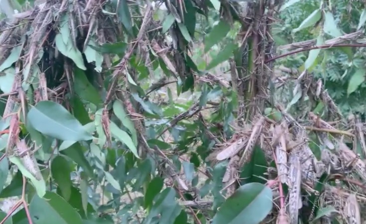 Inseticidas destroem 80% da nuvem de gafanhotos, mas preocupação continua