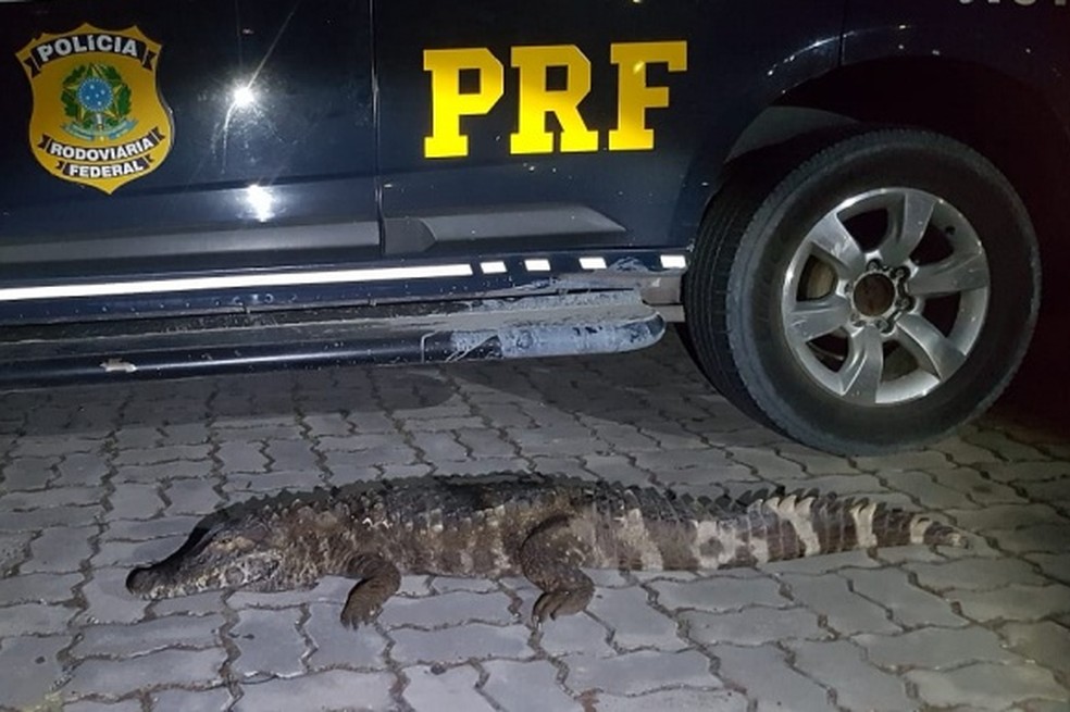 Jacaré é encontrado dentro de porta-malas de carro na BR-174 