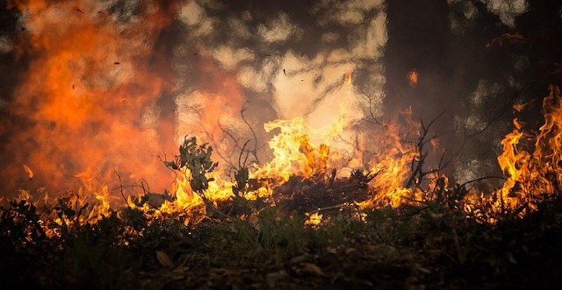 Homem é preso por incendiar área de preservação ambiental ao botar fogo no próprio carro