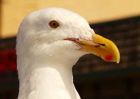Gaivota surpreende ao viver com flecha 'cravada' no peito