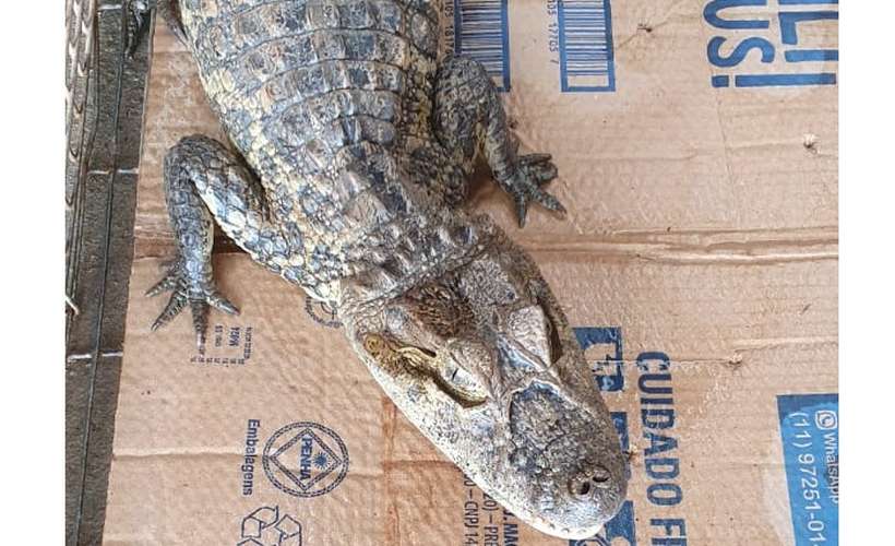 Polícia resgata jacaré que era criado ilegalmente em casa 