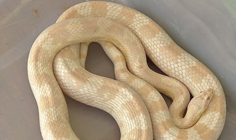 Após tentar estuprar cliente, tatuador é preso com armas e cobras escondidos em estúdio