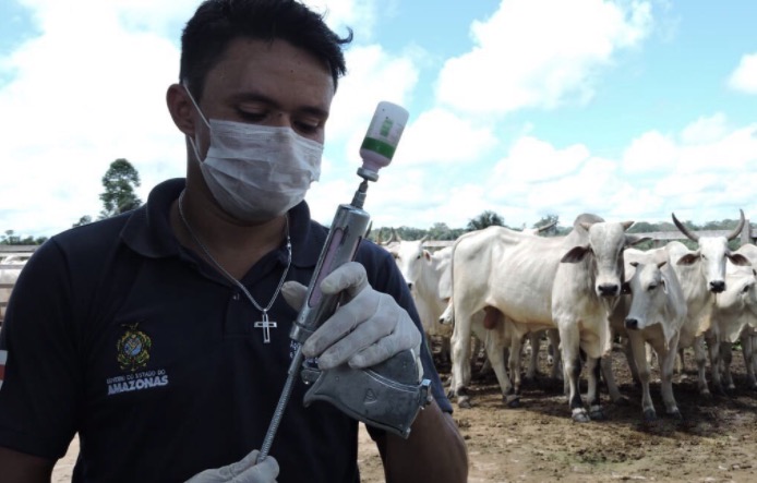 Amazonas terá 260 mil doses da vacina contra febre aftosa na segunda fase da campanha