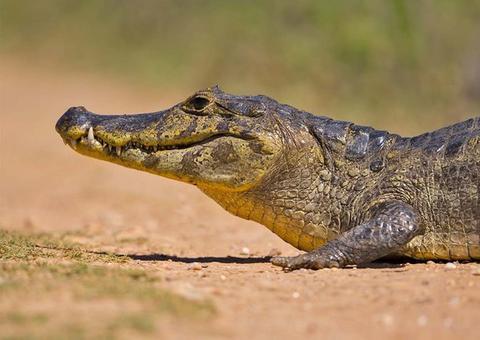 Família vive momentos de terror ao ser atacada por jacaré no Pantanal; veja vídeo