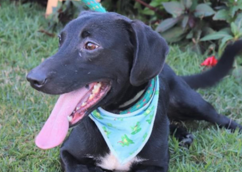 Animais resgatados em Brumadinho estão disponíveis para adoção