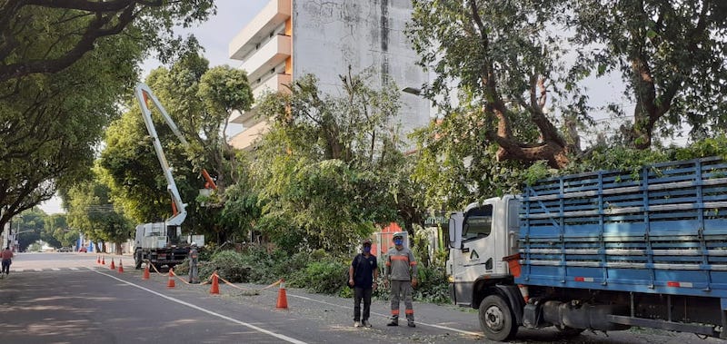 Ruas do Centro de Manaus têm serviço de poda e manejo de árvores